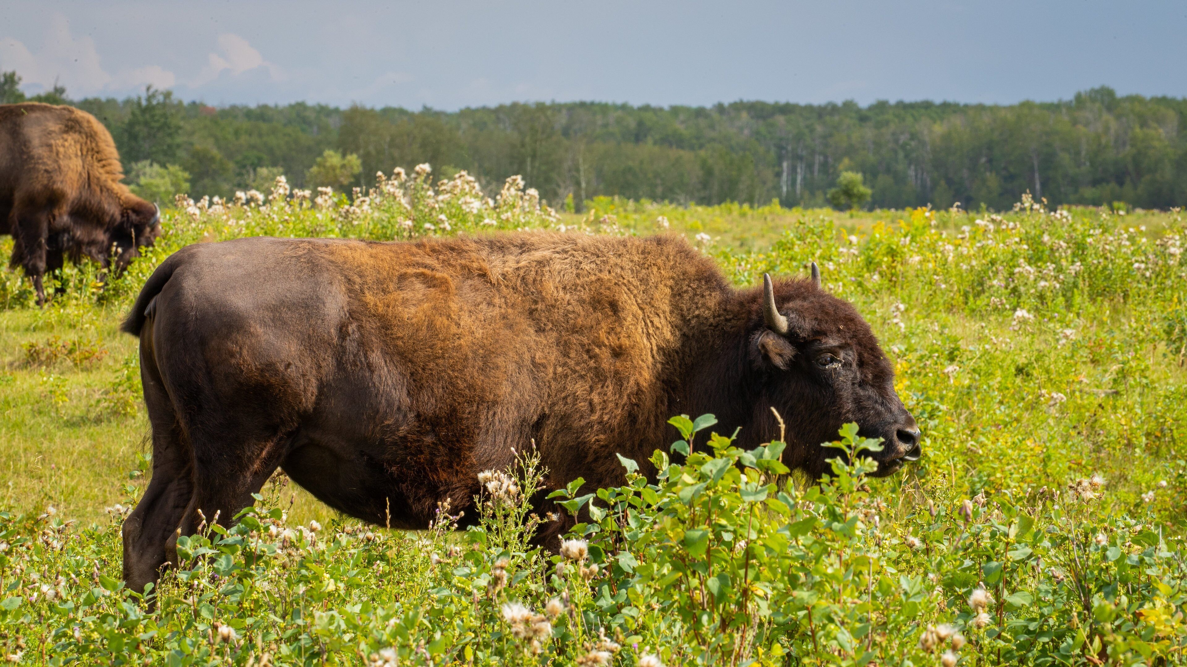 Elk Island National Park featuring land animals and tranquil scenes