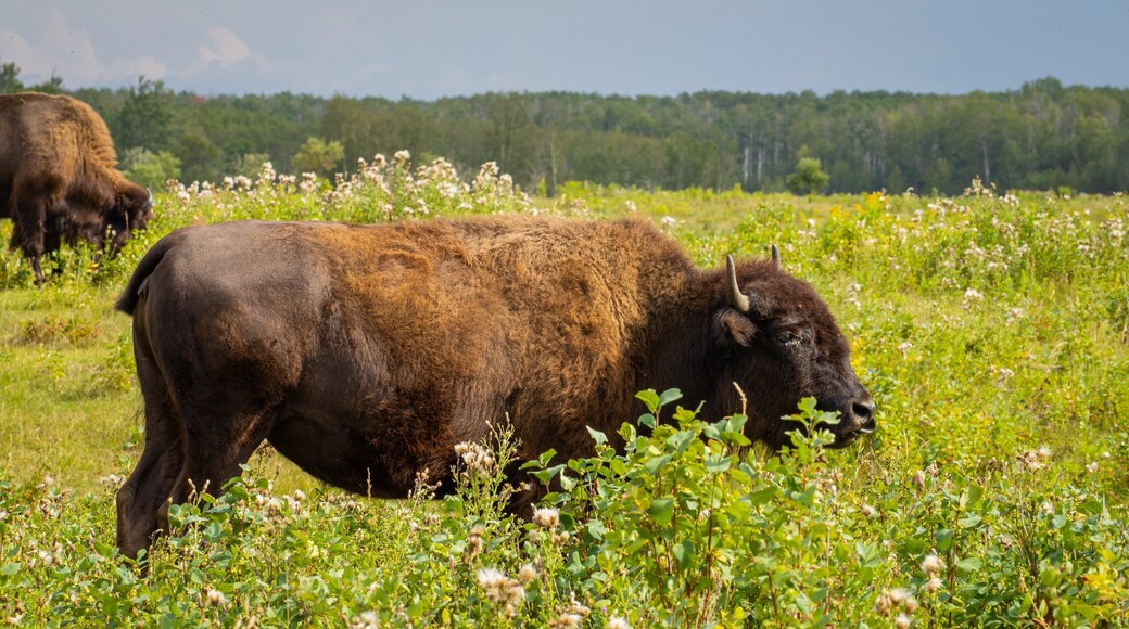 Elk Island National Park featuring land animals and tranquil scenes