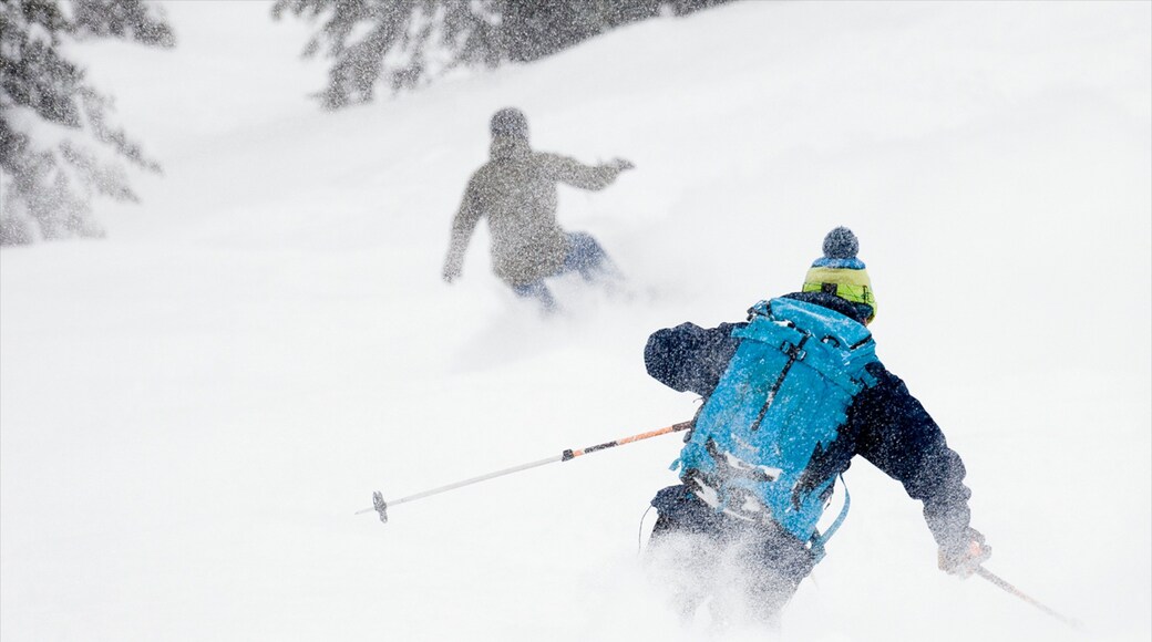 Fernie Alpine Resort showing cross-country skiing and snow