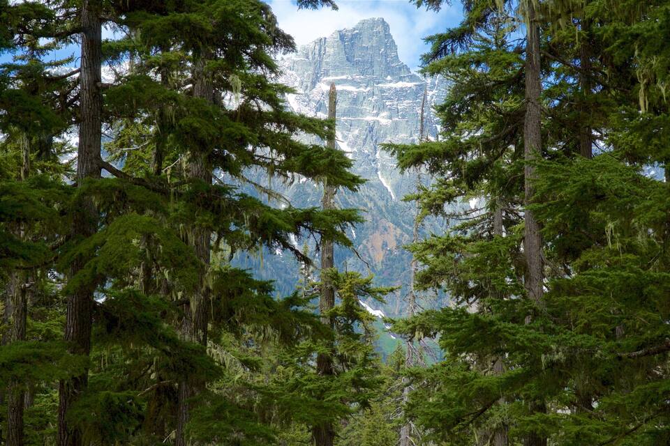 A dense forest with tall evergreen trees and a mountain range in the background.