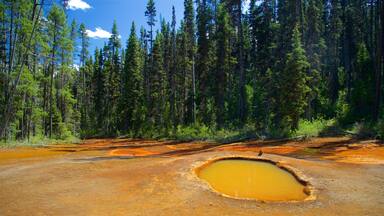 Kootenay National Park which includes tranquil scenes and forest scenes