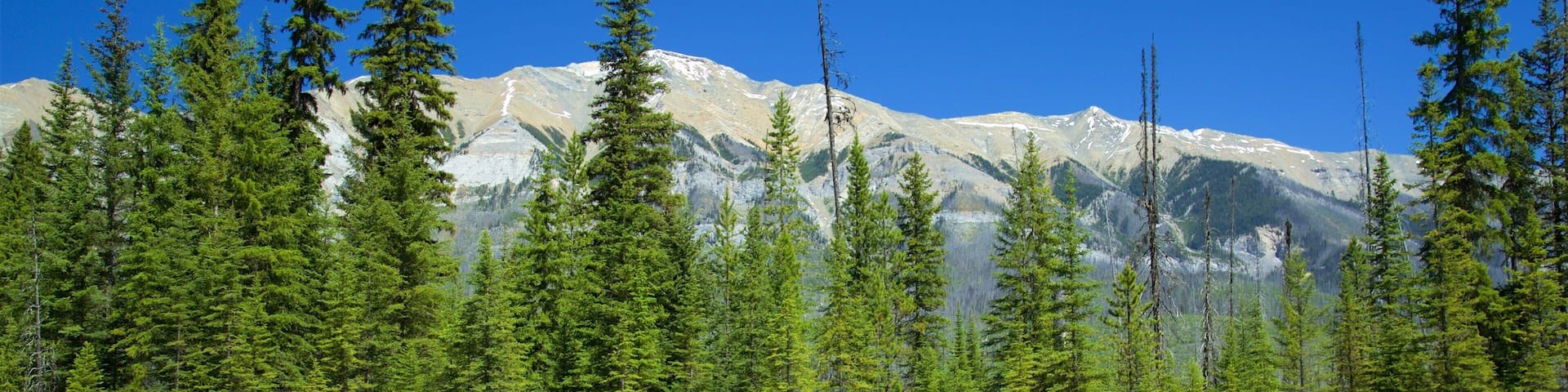 A forested shoreline with a clear turquoise lake and snow-capped mountains in the background.