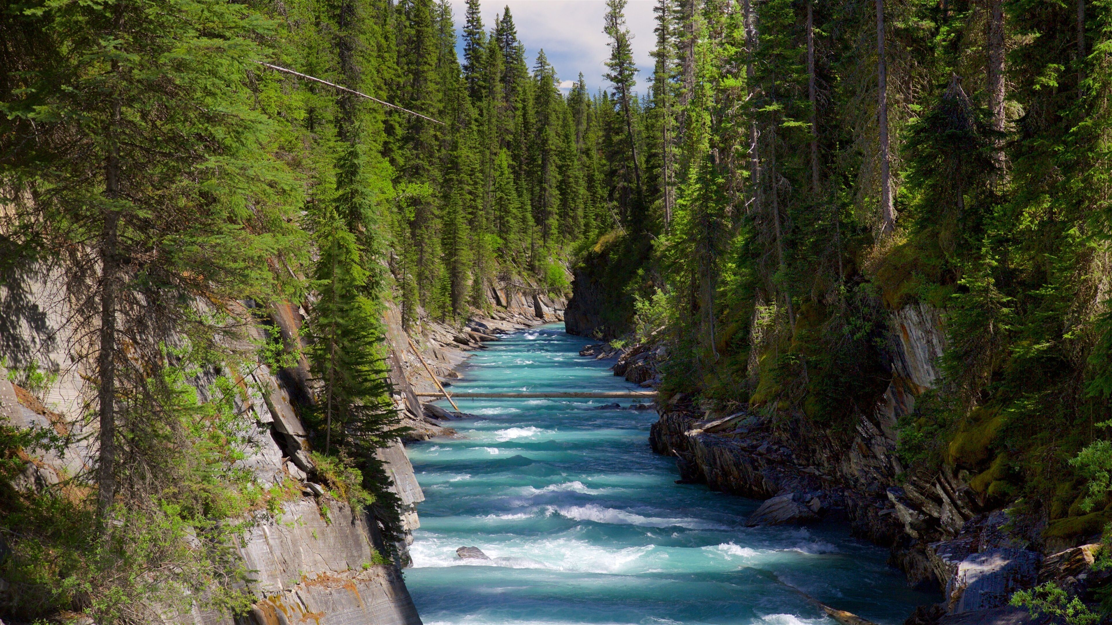 Kootenay National Park featuring forest scenes and rapids