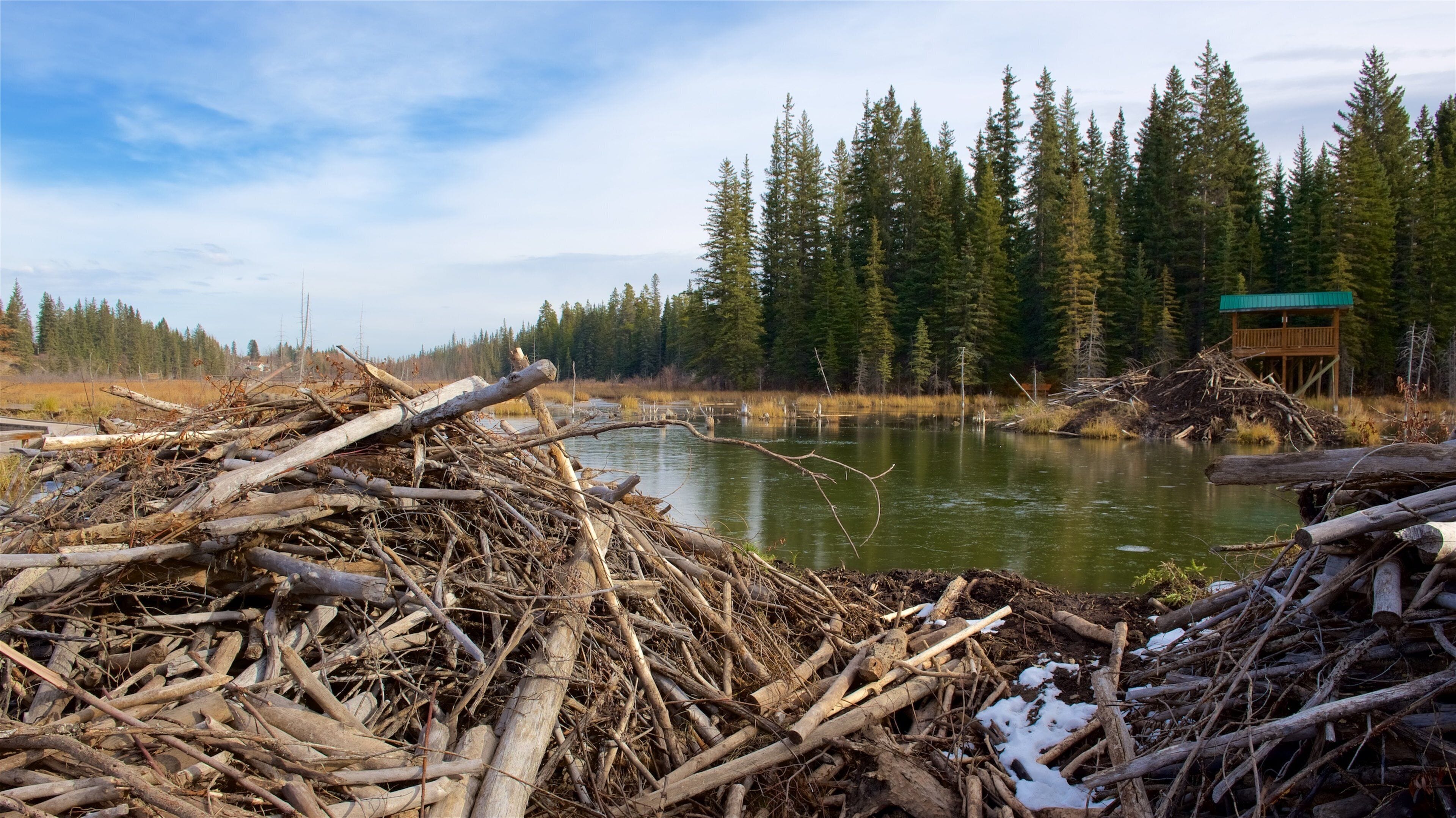 Jasper National Park which includes tranquil scenes and a pond