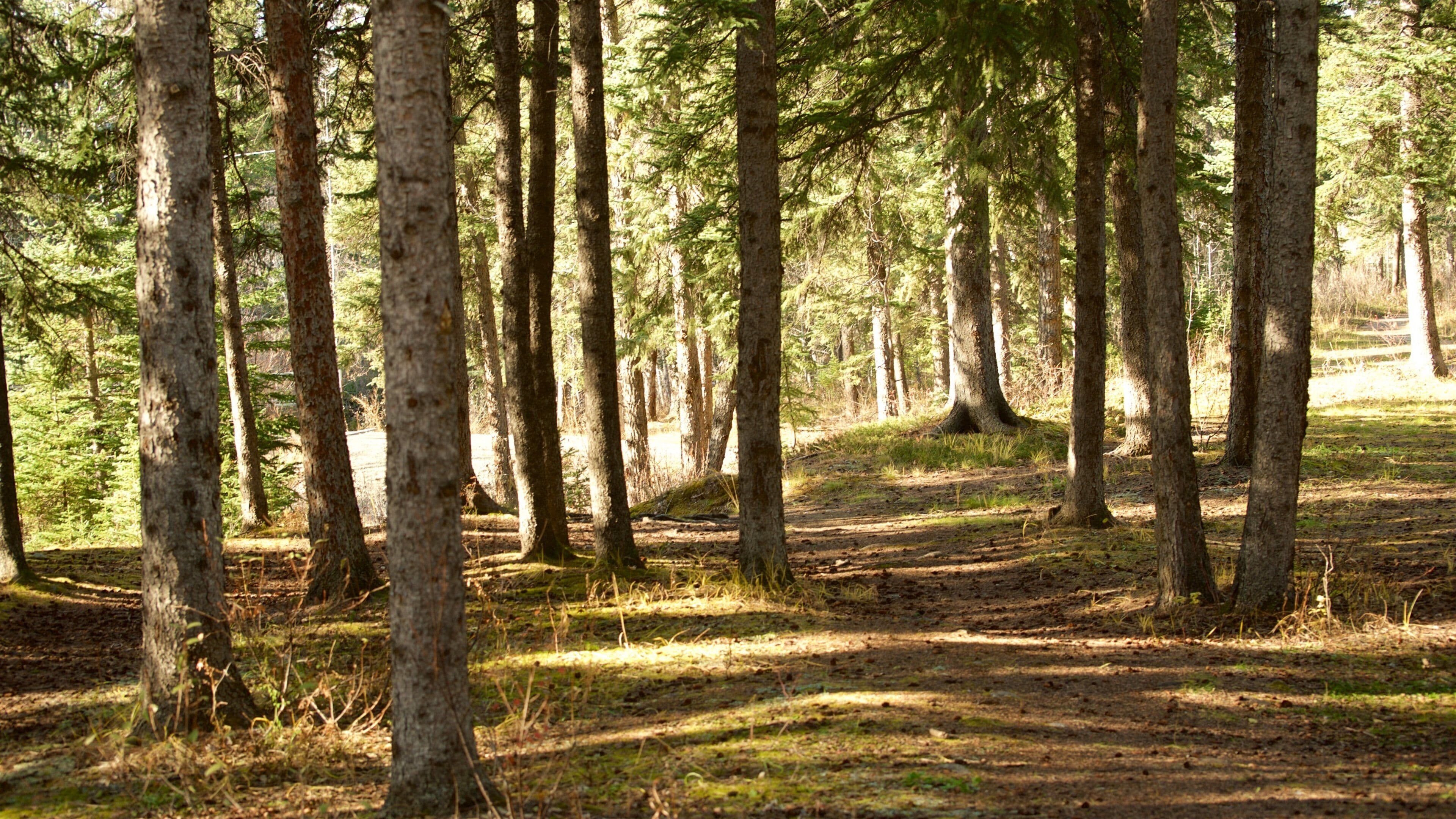 Jasper National Park which includes forests
