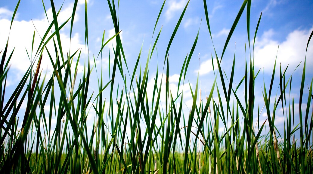 Point Pelee National Park
