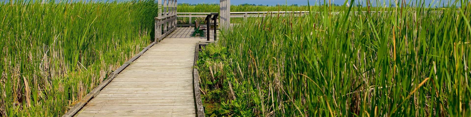 Point Pelee National Park som viser en bro og vådområde