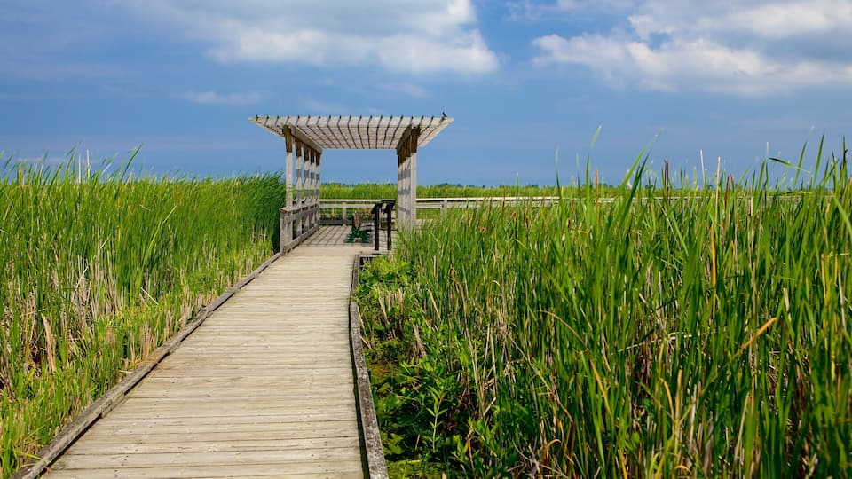 A wooden boardwalk leading to a wooden gazebo in a grassy field.
