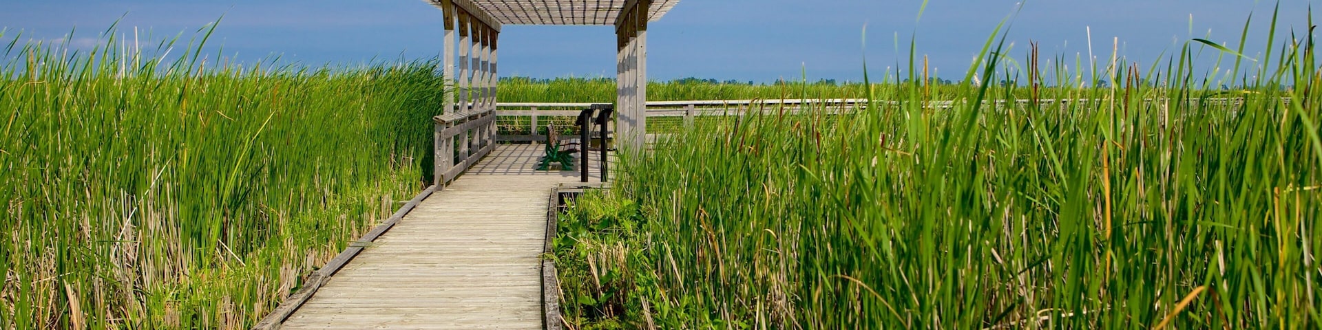 A wooden boardwalk leading to a wooden gazebo in a grassy field.