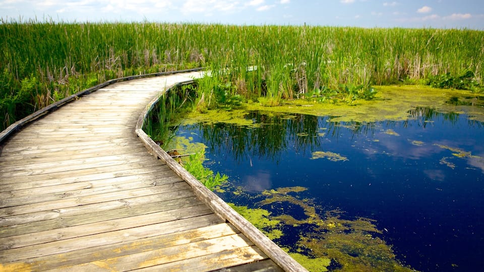 A wooden boardwalk curving through a marshy area with water and green vegetation.