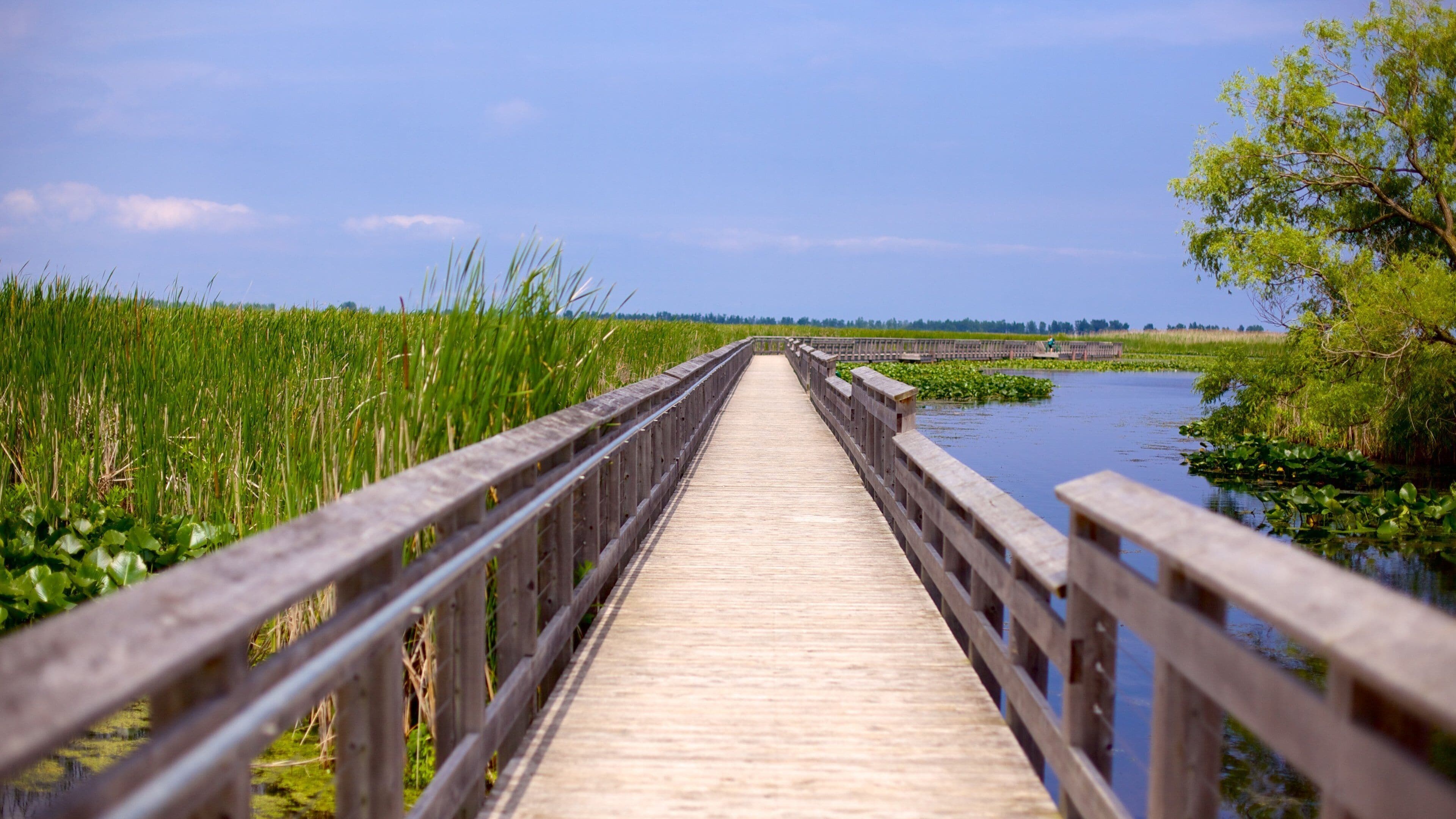 A wooden boardwalk leading through a marsh with water and greenery on both sides.