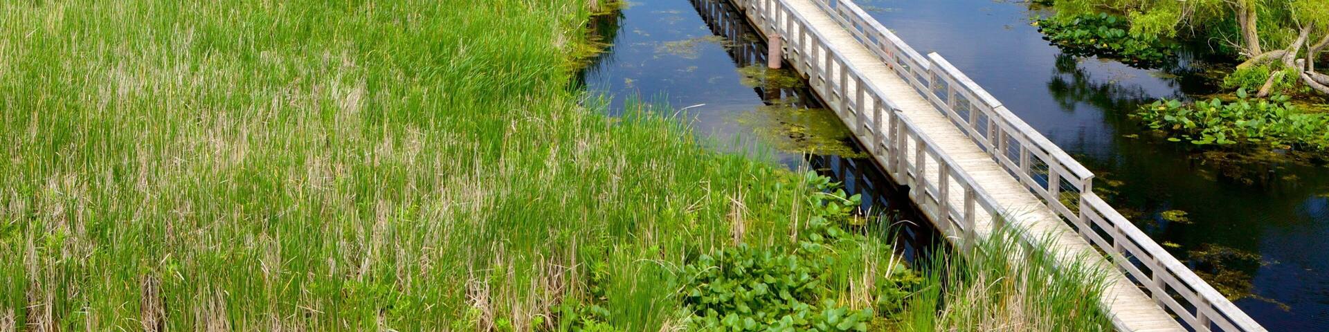 A wooden bridge over a river in a marshy landscape.
