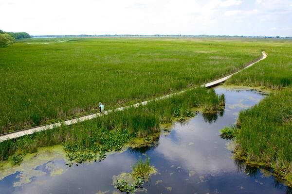 Point Pelee National Park og byder på fredfyldte omgivelser, vådområde og en bro