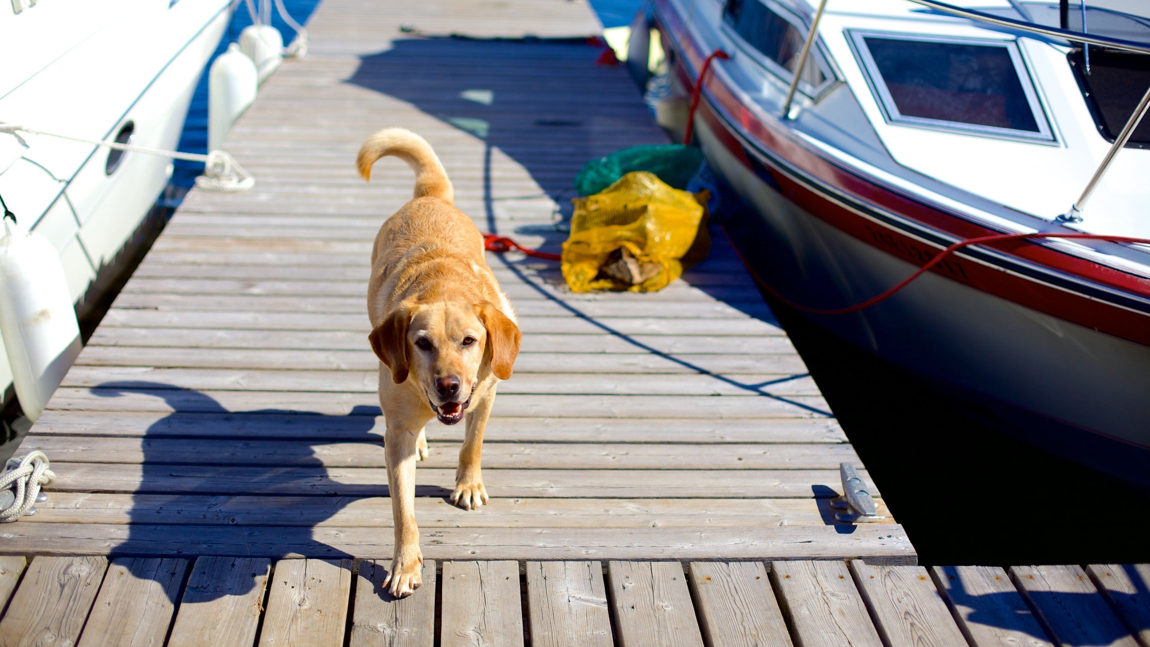 Georgian Bay showing cuddly or friendly animals