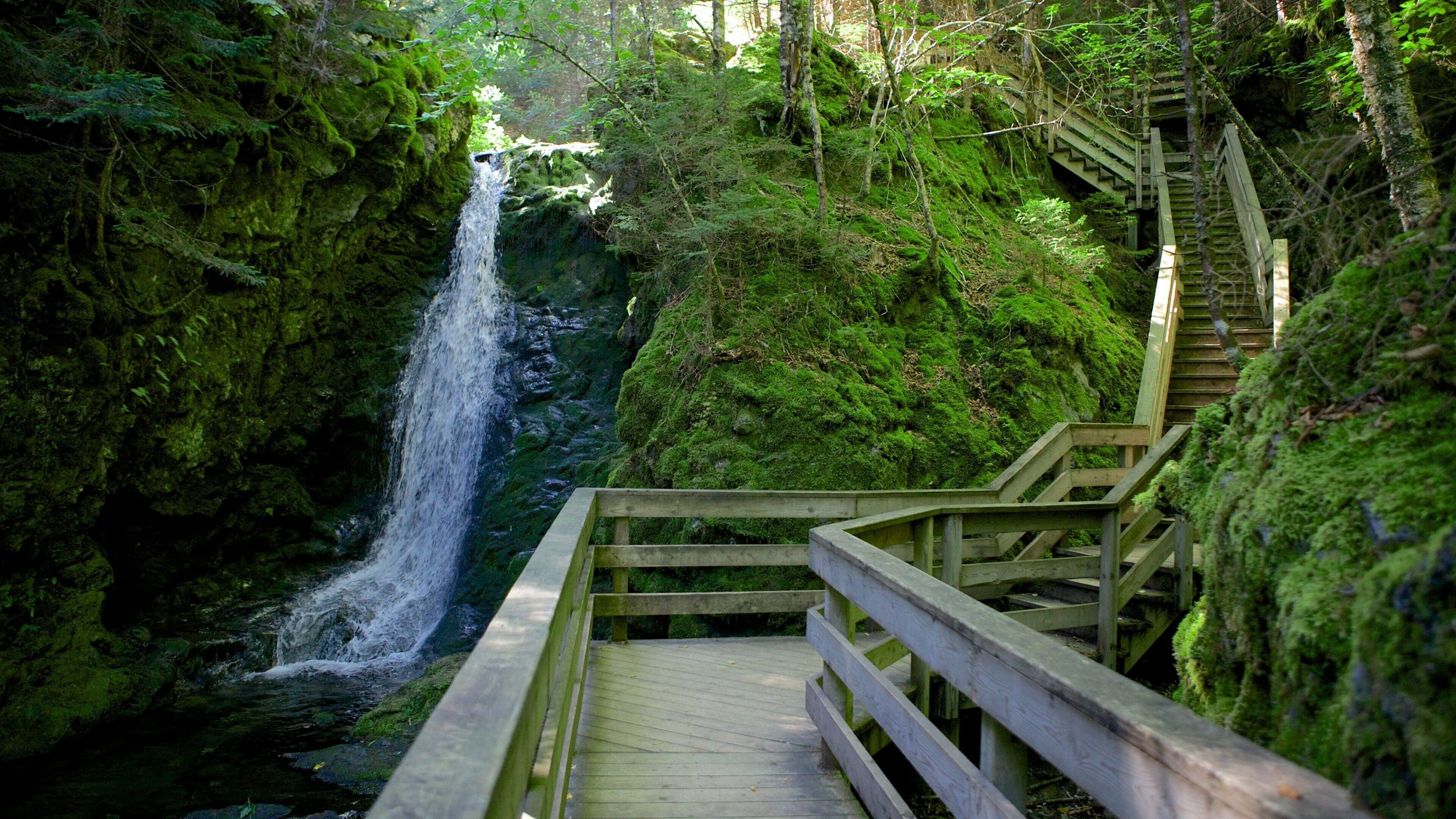 Una escalera de madera que conduce a una cascada rodeada de un bosque verde denso.