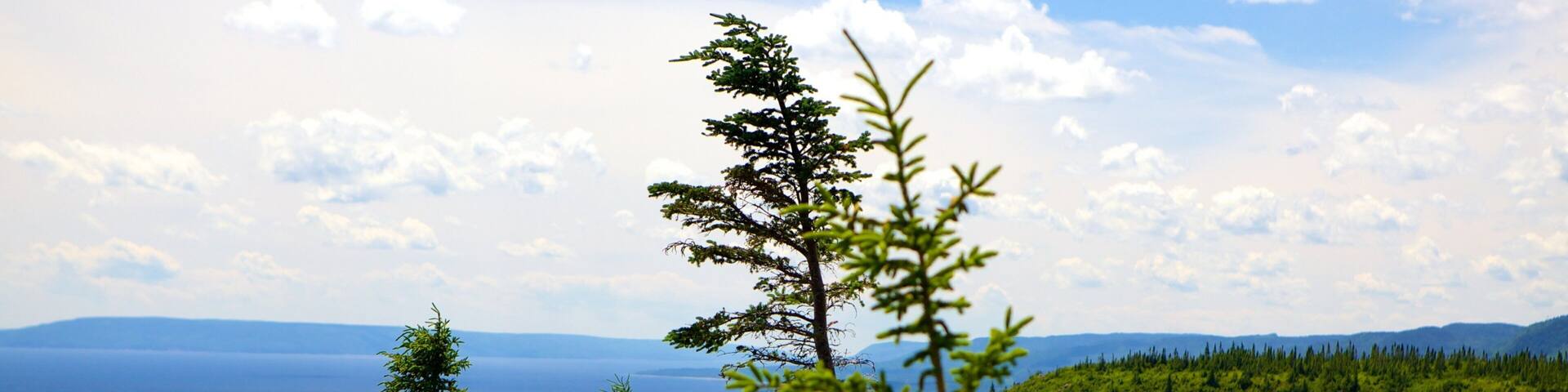 A coastal forest with a view of the sea and distant mountains.