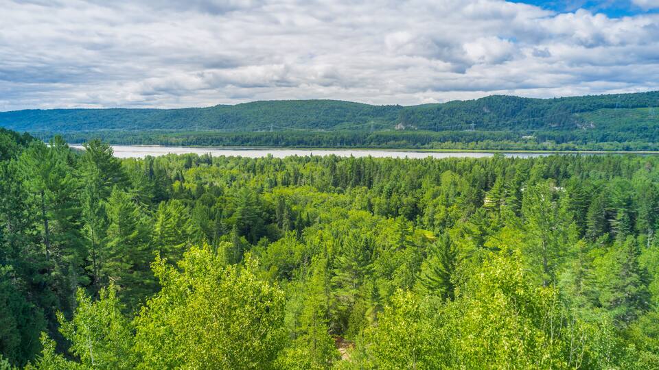 A dense forest with a lake and distant hills.