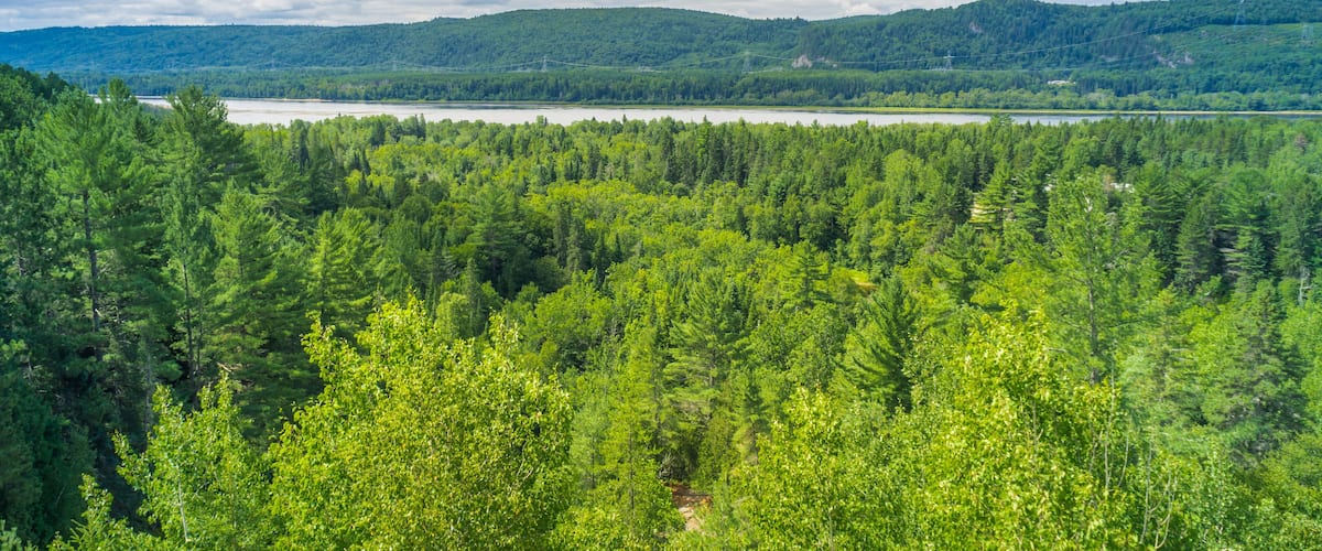 A dense forest with a lake and distant hills.