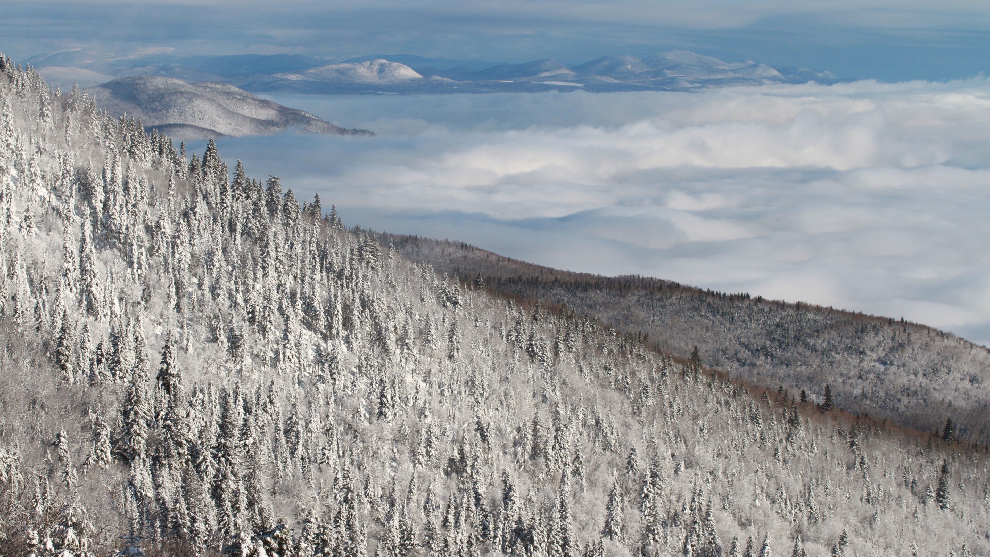 A snow-covered forest with a mountain range in the background.