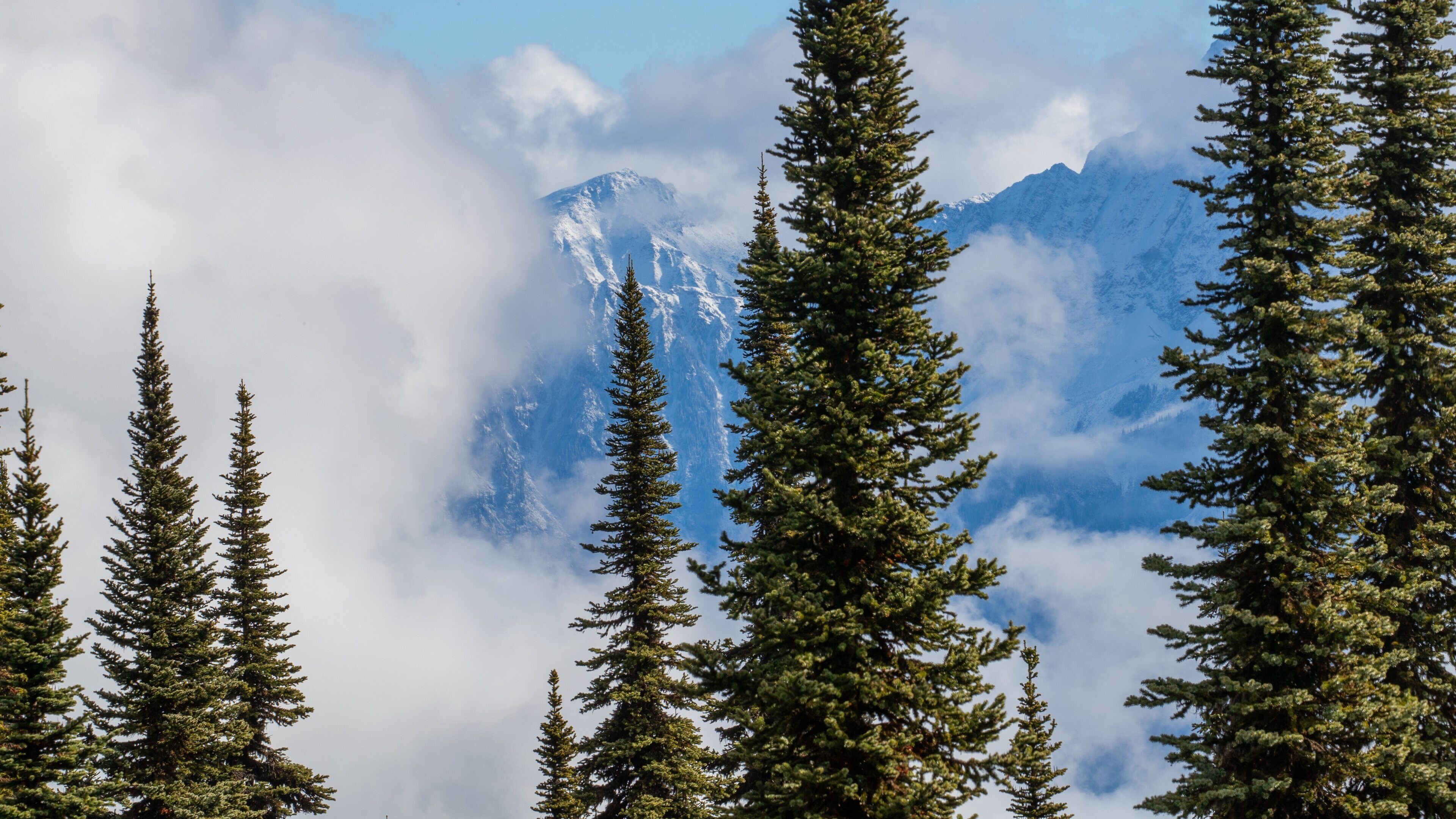 Mount Revelstoke National Park which includes mist or fog and mountains