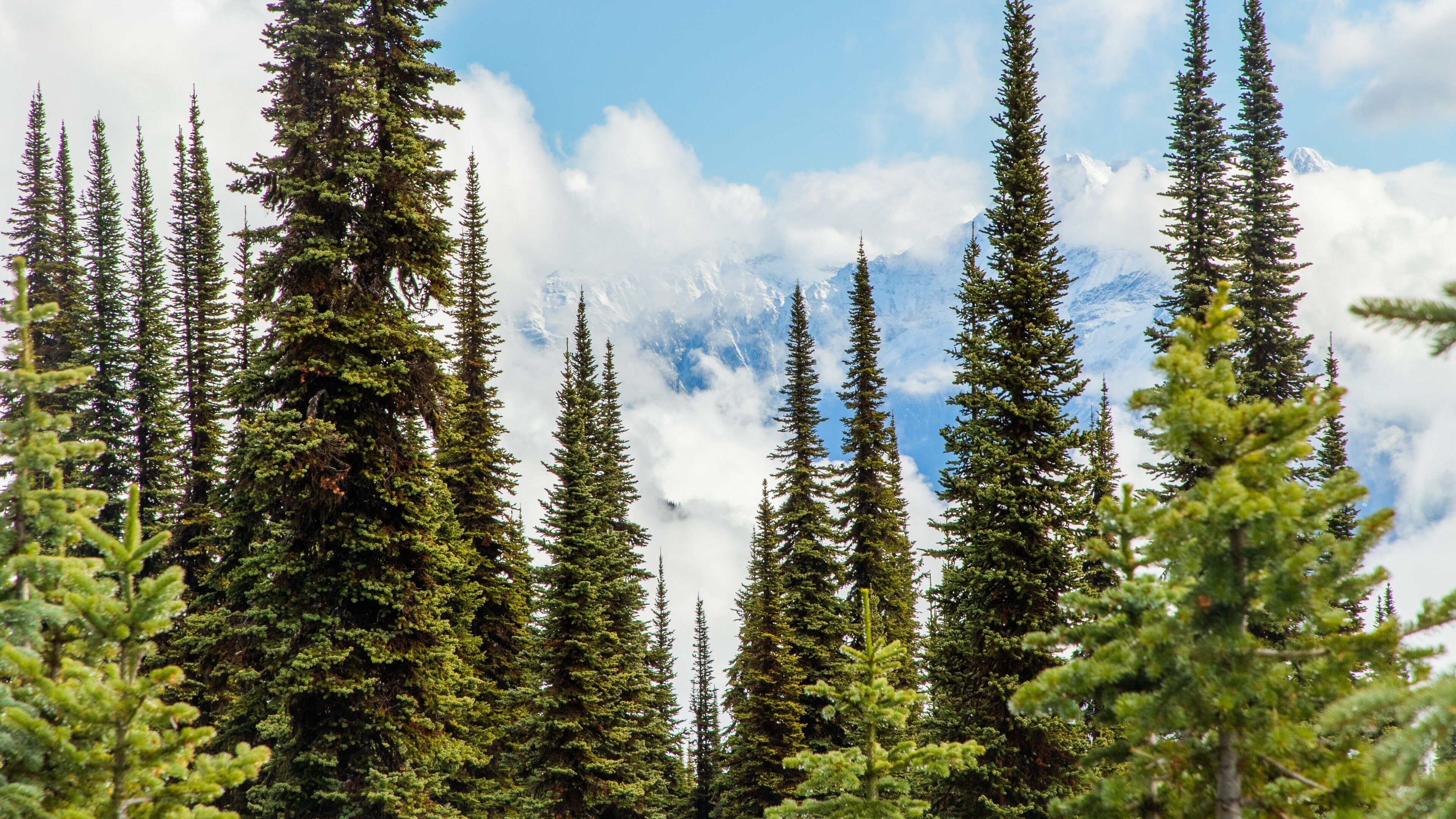 Mount Revelstoke National Park featuring mist or fog and forests