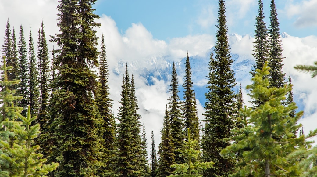 Mount Revelstoke National Park featuring mist or fog and forests