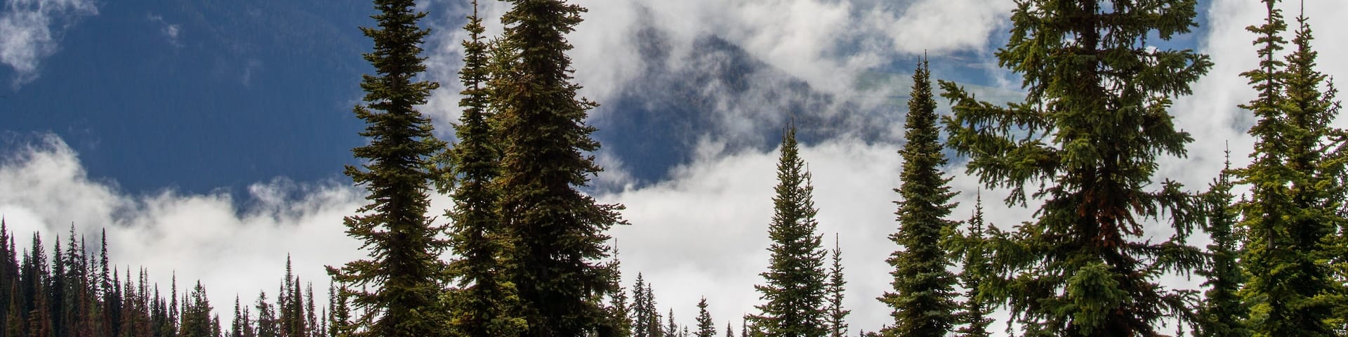 Mount Revelstoke National Park showing forest scenes, mountains and mist or fog