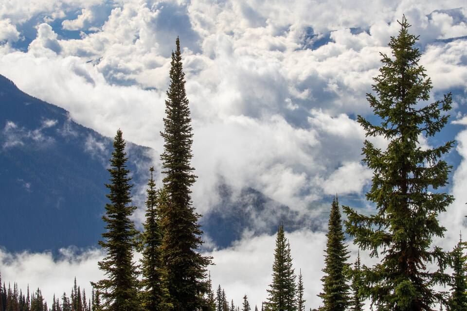A forest of tall evergreen trees with a mountain in the background and clouds in the sky.