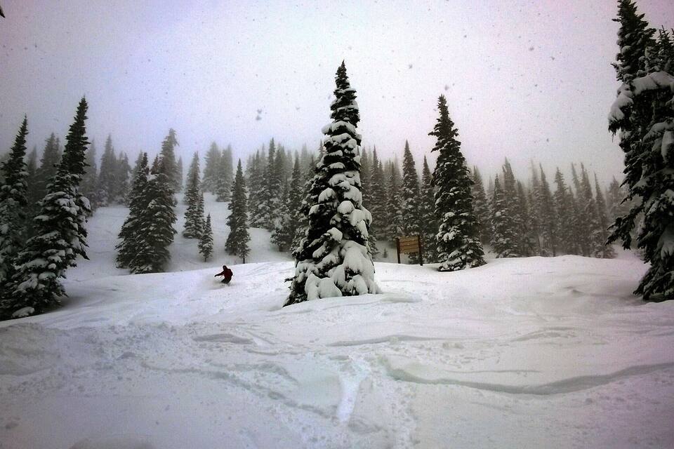 A snowy forest with a snowboarder in motion.
