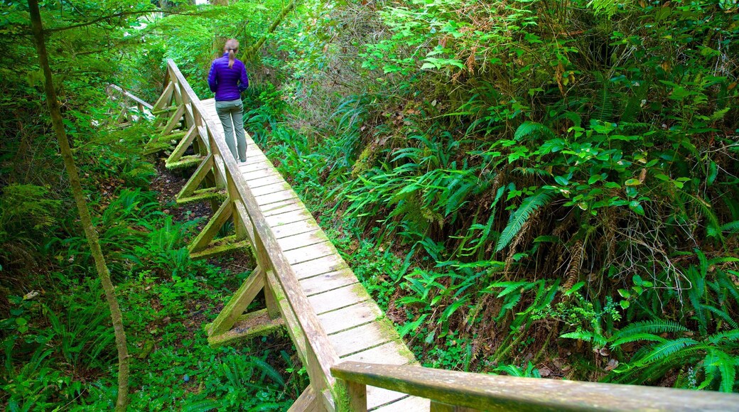 Pacific Rim National Park Reserve showing hiking or walking and forests as well as an individual female