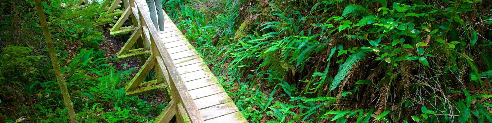 Uma pessoa caminhando sobre uma ponte de madeira em uma floresta.
