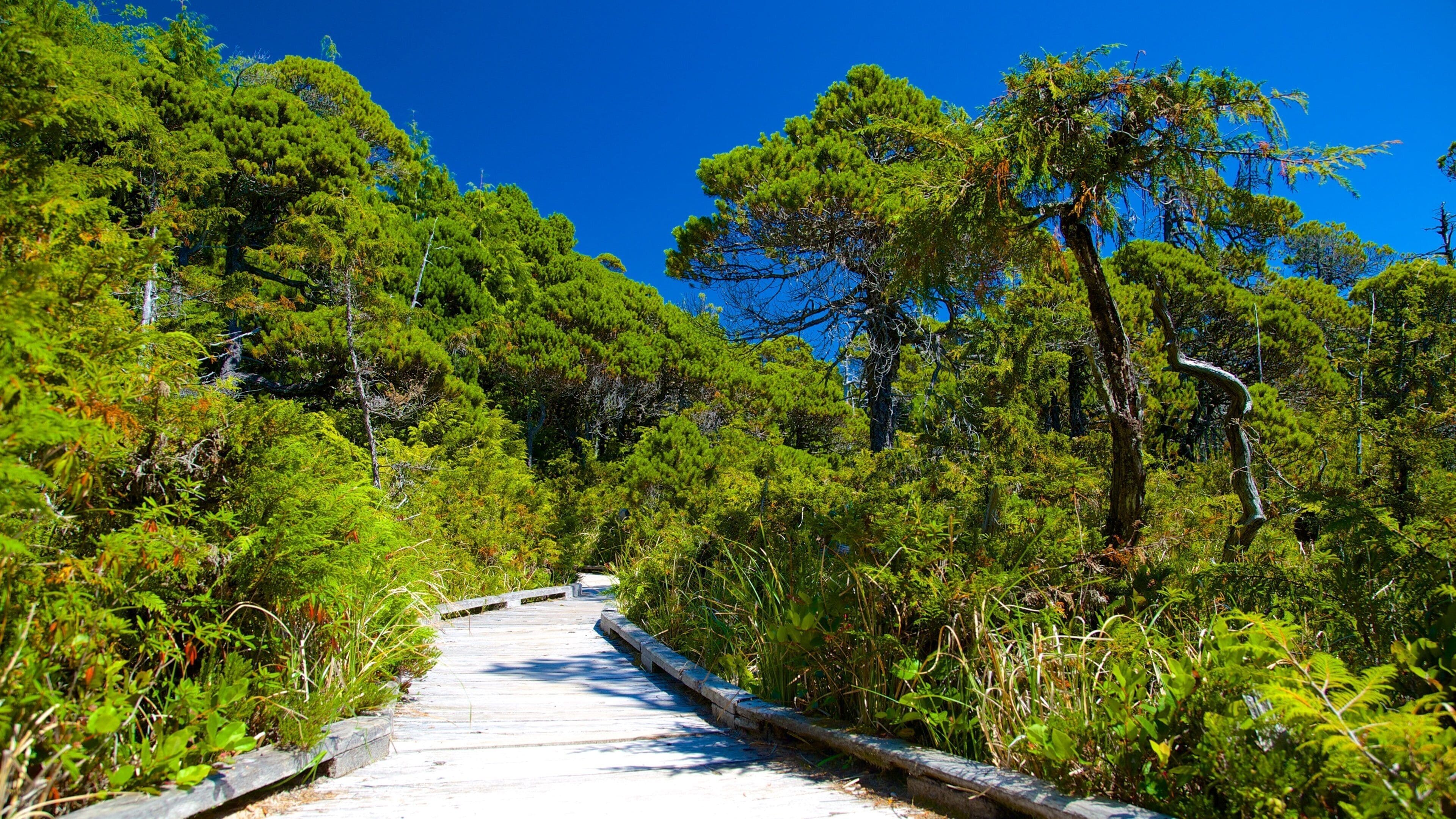 Pacific Rim National Park Reserve featuring hiking or walking and forest scenes