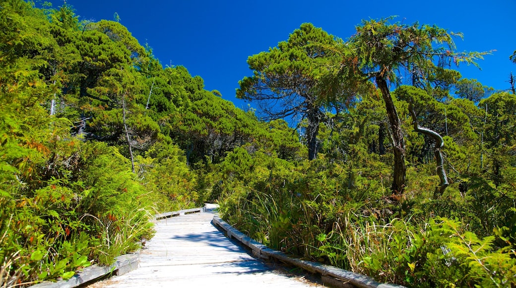 Pacific Rim National Park Reserve featuring hiking or walking and forest scenes