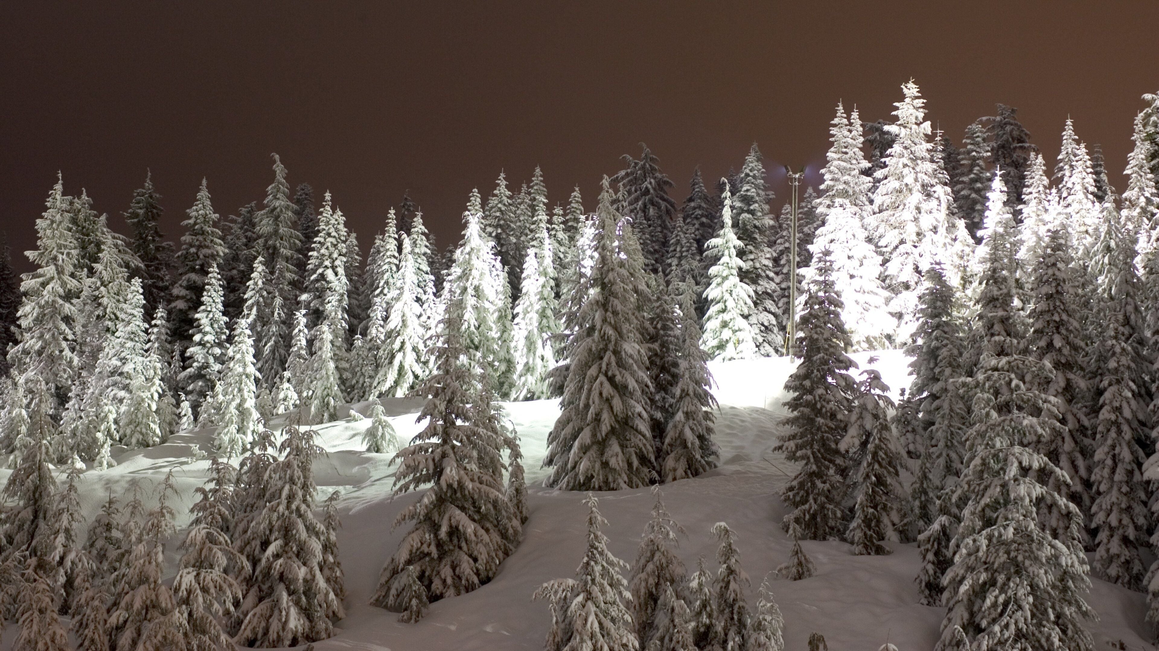 Snow-covered cypress trees creating a winter wonderland in West Vancouver, British Columbia, during evening hours