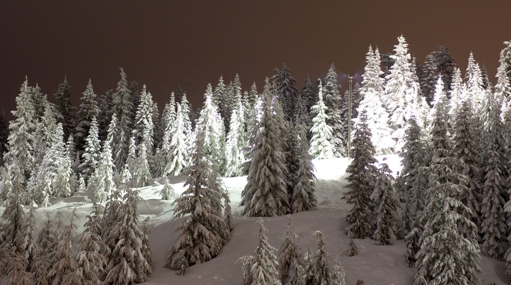 Snow-covered cypress trees creating a winter wonderland in West Vancouver, British Columbia, during evening hours