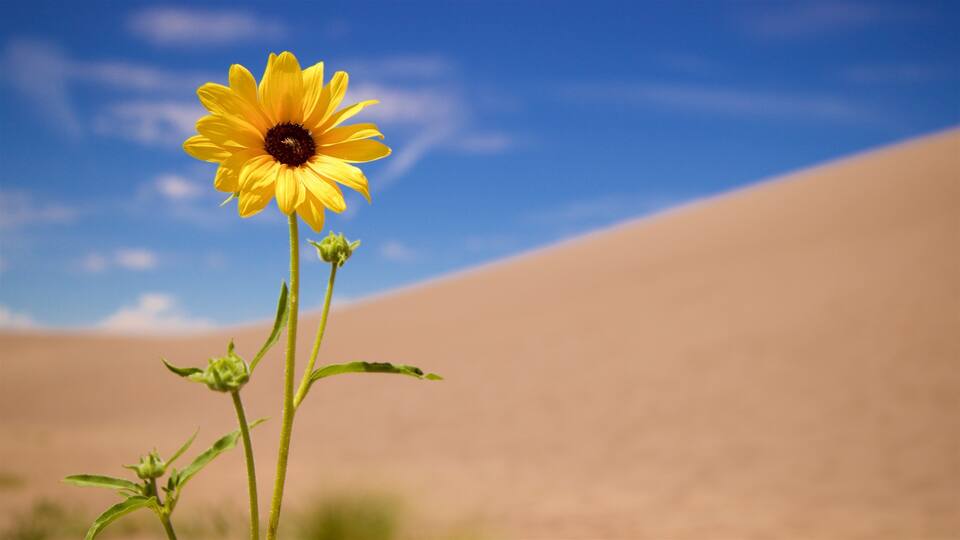 A sunflower in a desert landscape with a clear blue sky.