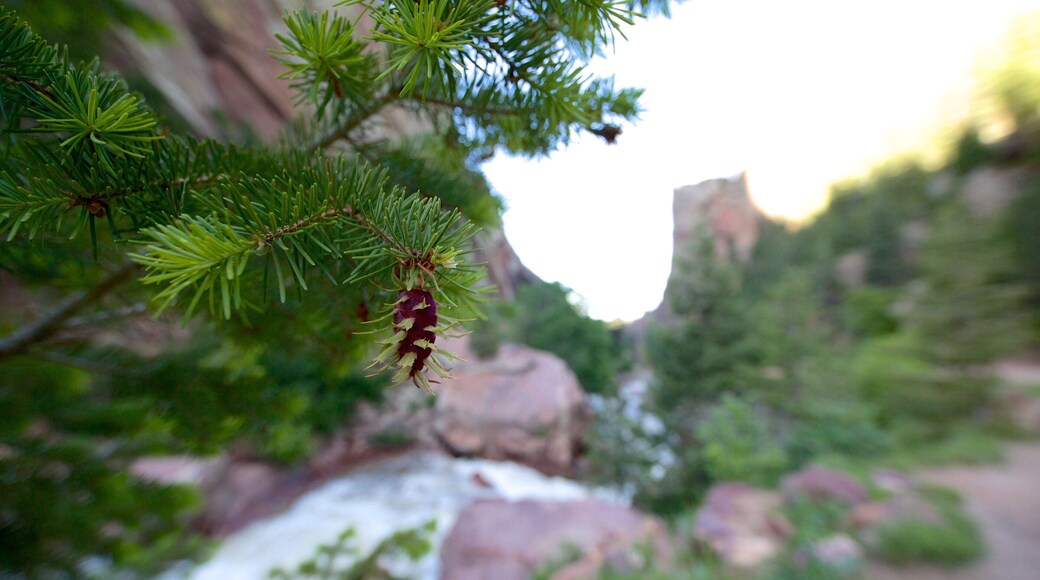 Eldorado Canyon State Park fasiliteter samt blomster