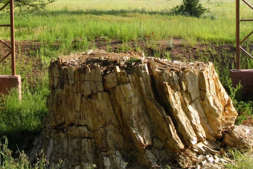 A large tree stump surrounded by a grassy field and metal structures.