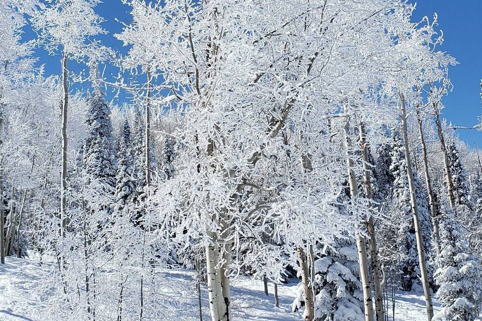 Un bosque nevado con árboles altos cubiertos de nieve.