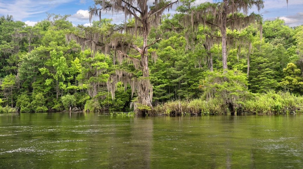 Wakulla kilder delstatspark