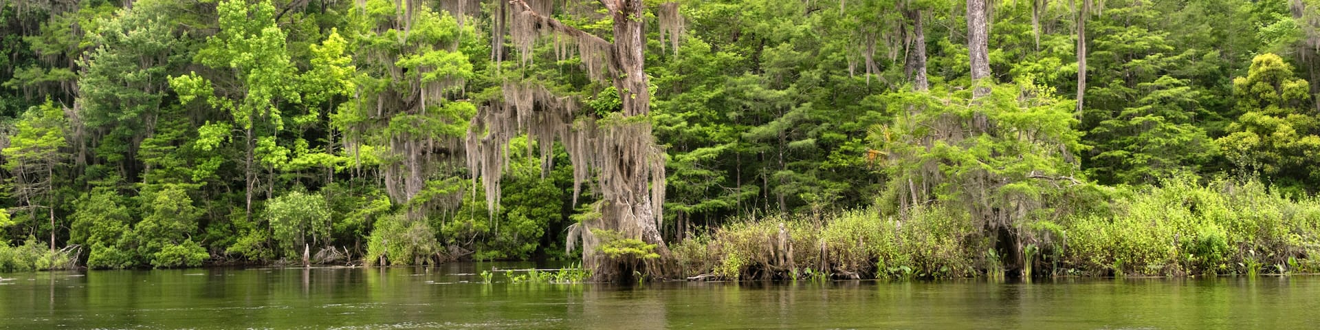 A serene lake surrounded by dense forest with Spanish moss hanging from the trees.