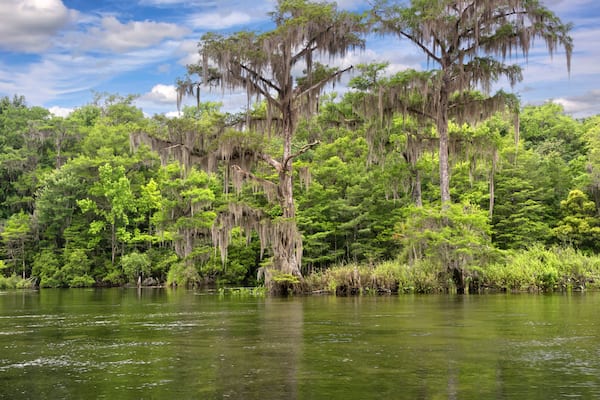 A serene lake surrounded by dense forest with Spanish moss hanging from the trees.