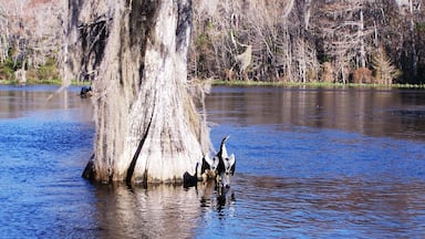 Tronco grande de árvore em um corpo d'água, com várias aves ao redor.