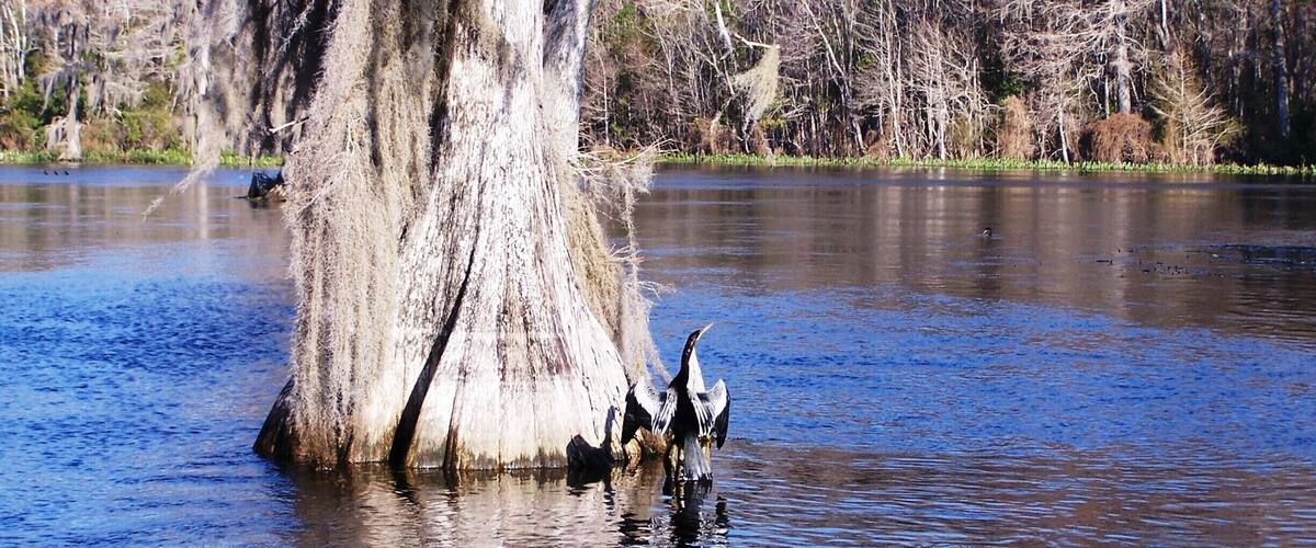 A large tree trunk in a body of water with several birds around it.