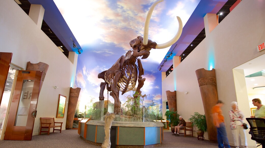 South Florida Museum montrant vues intérieures