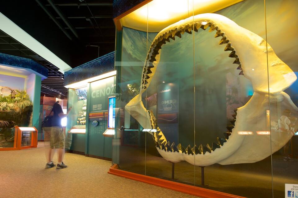 A large shark exhibit with a glass enclosure and informational displays.