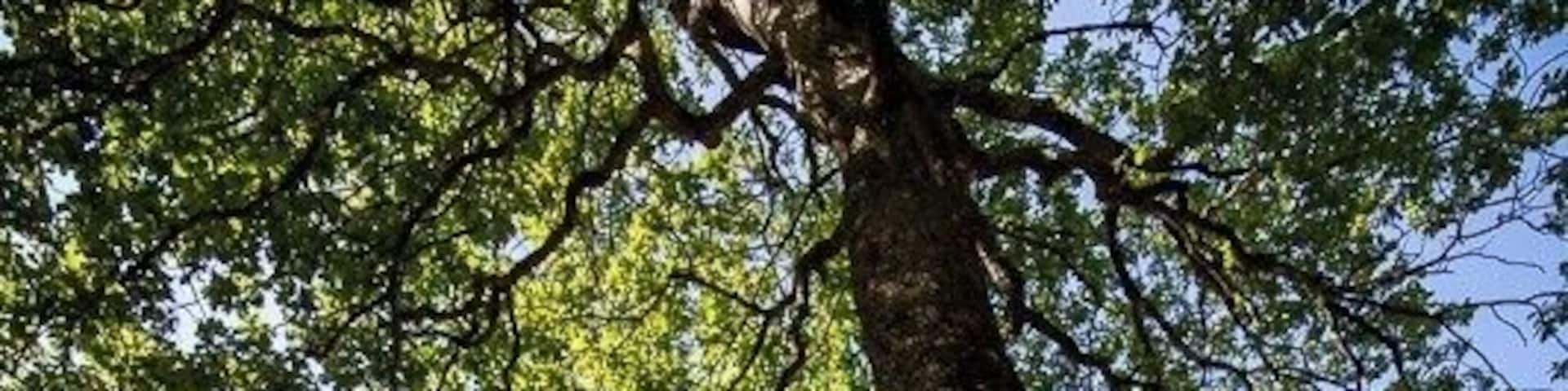 Powerscourt Waterfall is the highest waterfall in Ireland at 121m. It is only a short distance from the car park with only a small amount of walking trails.
Shot at 11mm on a Nikon crop sensor.
#BvSIreland