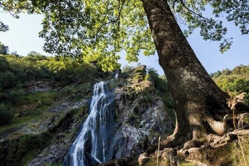A waterfall cascading down a rocky slope, surrounded by lush greenery and a large tree.