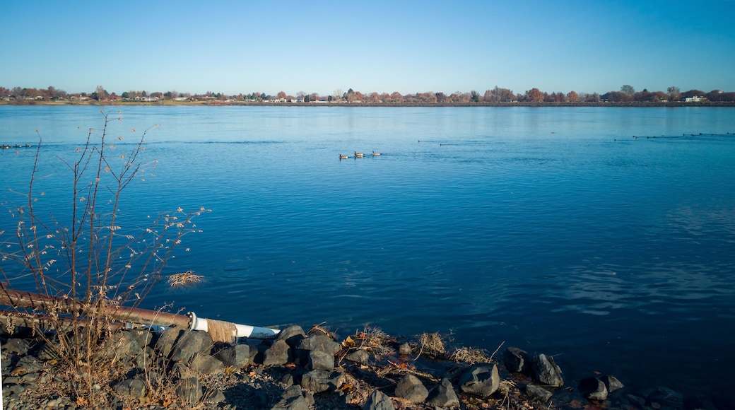 Paddling ducks in the Columbia River with blue skies and clouds on a sunny morning in Kennewick-Pasco Washington