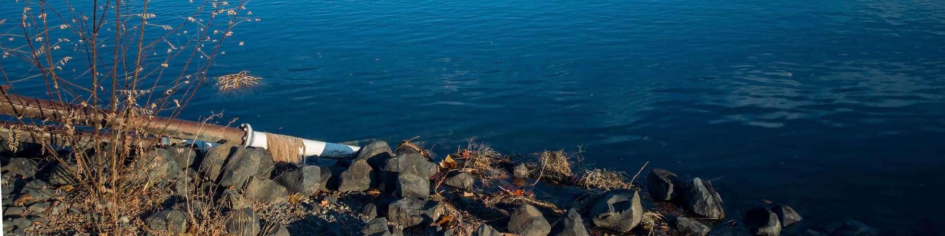 Paddling ducks in the Columbia River with blue skies and clouds on a sunny morning in Kennewick-Pasco Washington